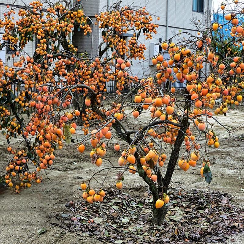 柿子树苗嫁接日本甜脆柿树盆地栽南北方种植磨盘当年结果黑柿