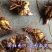 重瓣香水百合花种球带牙种子多头四季开花矮生浓香室内外花卉