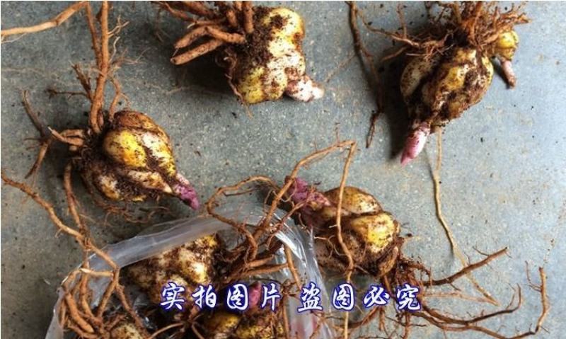 重瓣香水百合花种球带牙种子多头四季开花矮生浓香室内外花卉