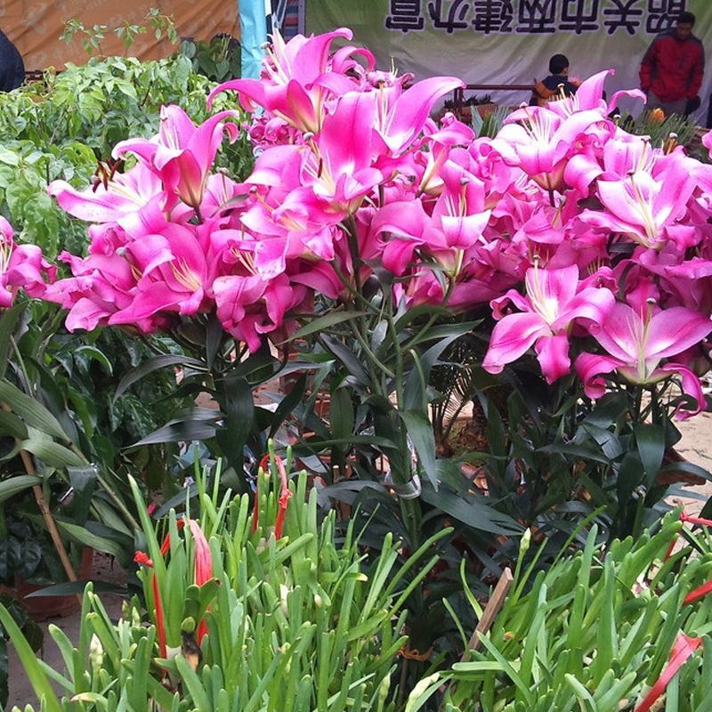亚洲香水百合种球大花苗室内阳台四季开花盆栽植物花卉
