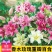重瓣香水百合花种球带牙种子多头四季开花矮生浓香室内外花卉