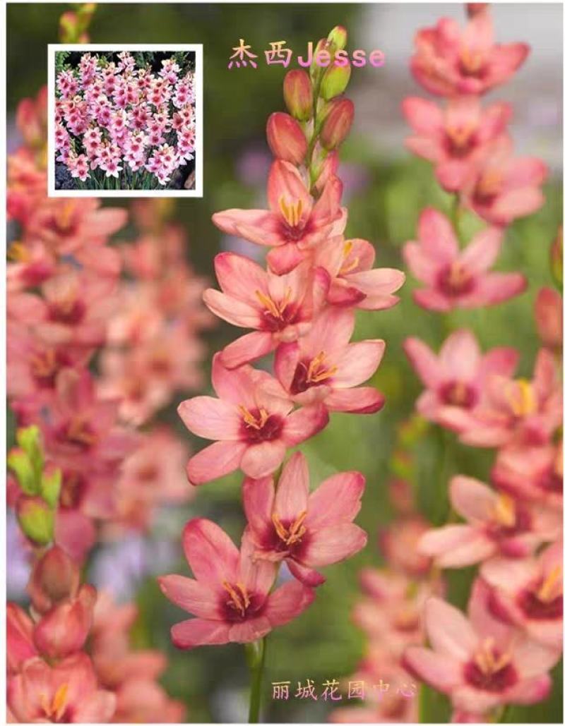 玉米百合种球多选多年生秋植开花球根南非小球根