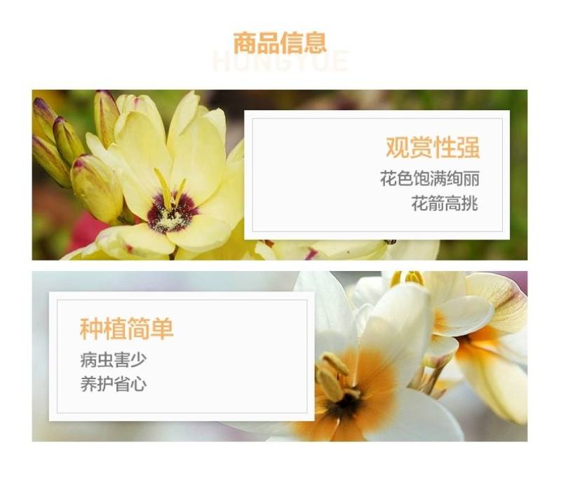玉米百合种球多选多年生秋植开花球根南非小球根