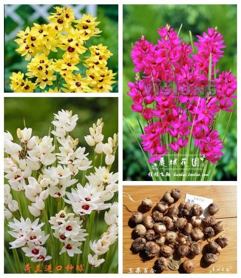 玉米百合种球多选多年生秋植开花球根南非小球根