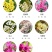 玉米百合种球多选多年生秋植开花球根南非小球根