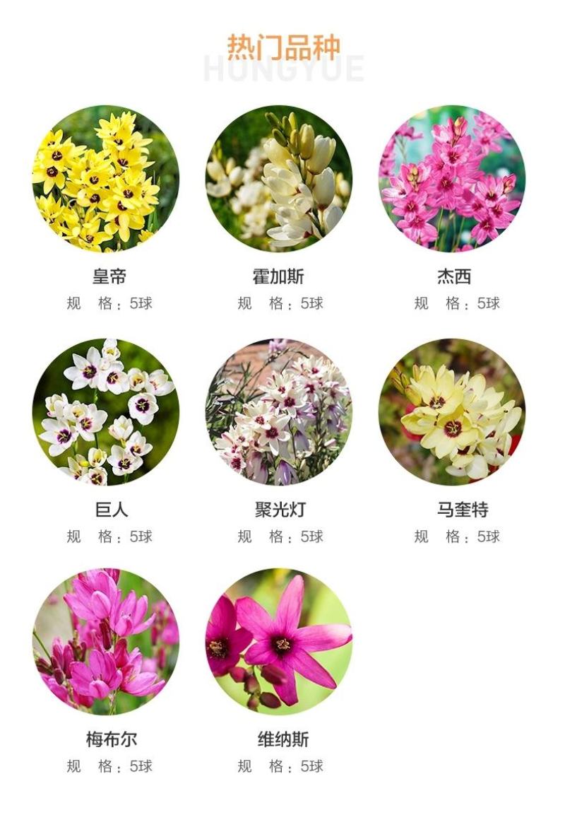玉米百合种球多选多年生秋植开花球根南非小球根