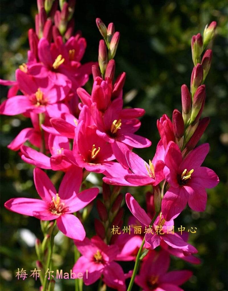 玉米百合种球多选多年生秋植开花球根南非小球根