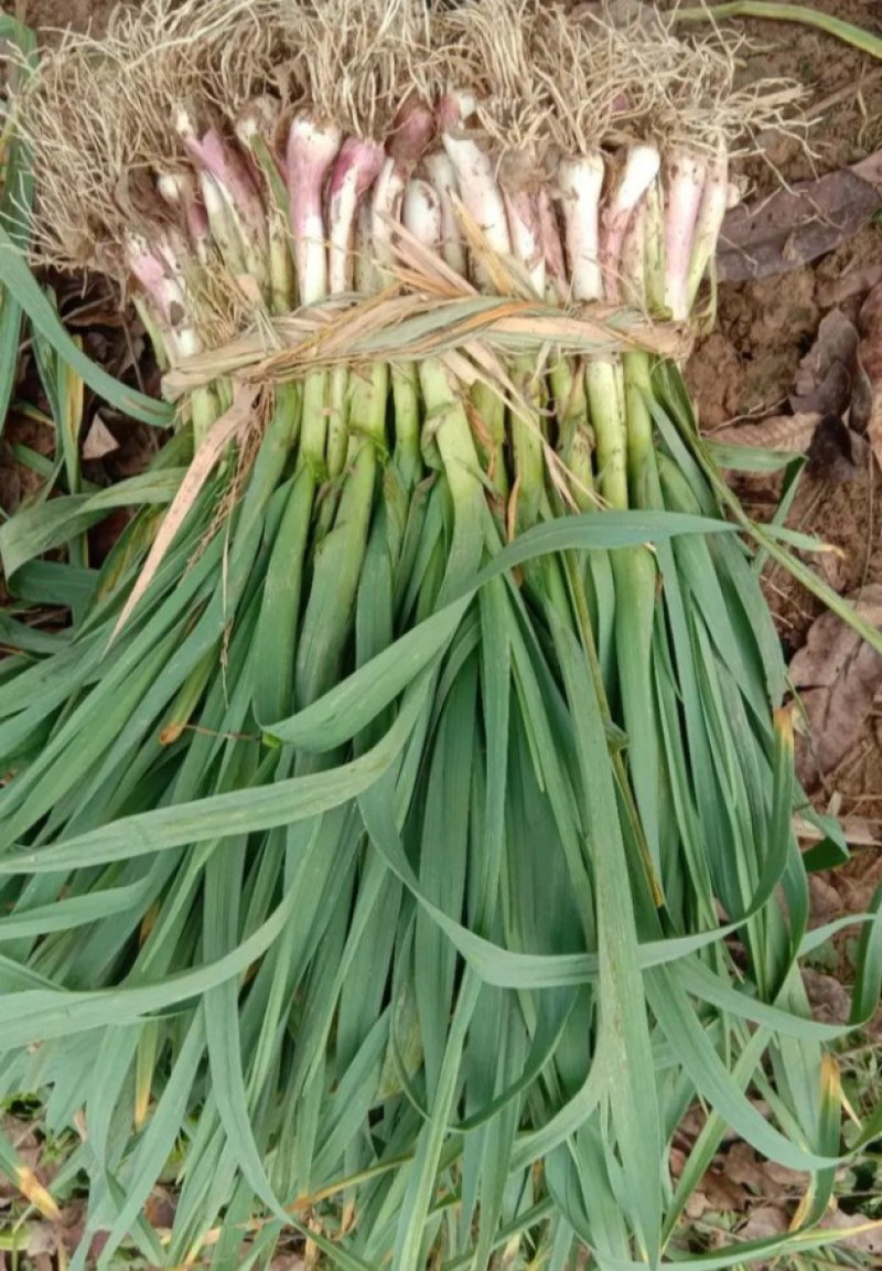 精品汉中红根蒜苗，货量大，质量好，颜色好，蒜苗粗，