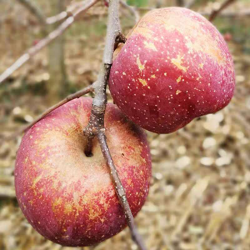冰糖心丑苹果10斤新鲜水果当季整箱野生红富