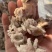 海菊花、墨鱼头，北海工厂一手直供，品质保证，价格实惠。