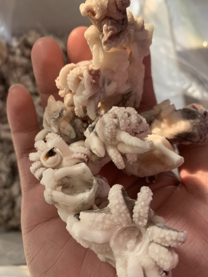 海菊花、墨鱼头，北海工厂一手直供，品质保证，价格实惠。