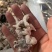 海菊花、墨鱼头，北海工厂一手直供，品质保证，价格实惠。