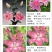 亚洲香水百合种球大花苗室内阳台四季开花盆栽植物花卉