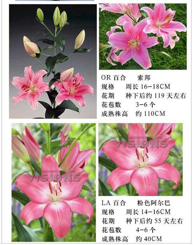 亚洲香水百合种球大花苗室内阳台四季开花盆栽植物花卉
