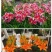 亚洲香水百合种球大花苗室内阳台四季开花盆栽植物花卉