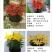 亚洲香水百合种球大花苗室内阳台四季开花盆栽植物花卉