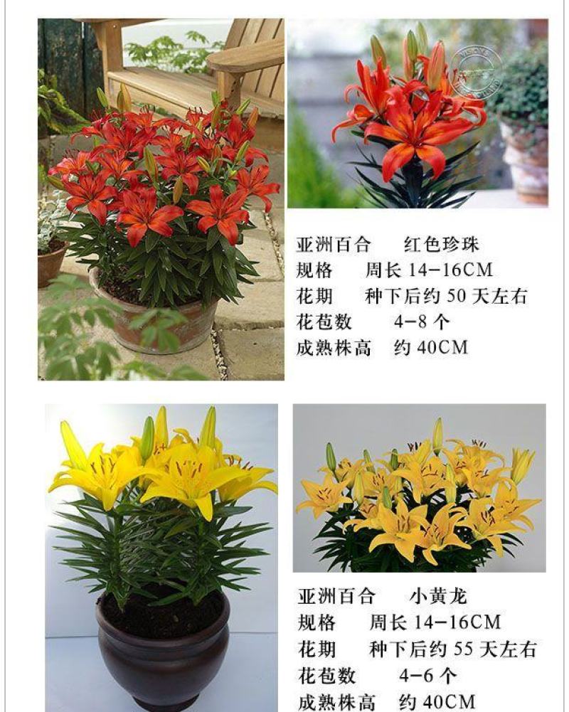 亚洲香水百合种球大花苗室内阳台四季开花盆栽植物花卉