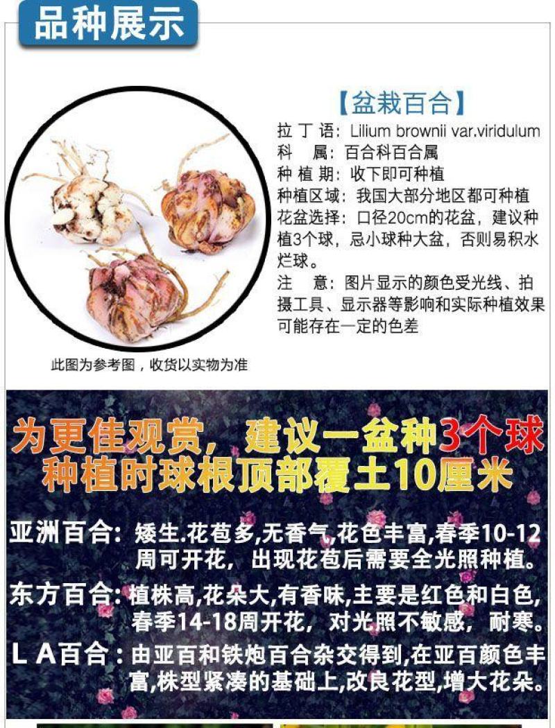 亚洲香水百合种球大花苗室内阳台四季开花盆栽植物花卉