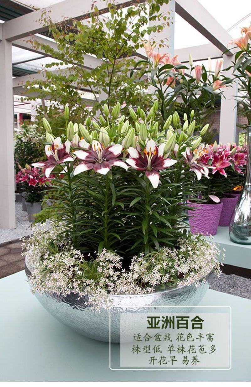 亚洲香水百合种球大花苗室内阳台四季开花盆栽植物花卉