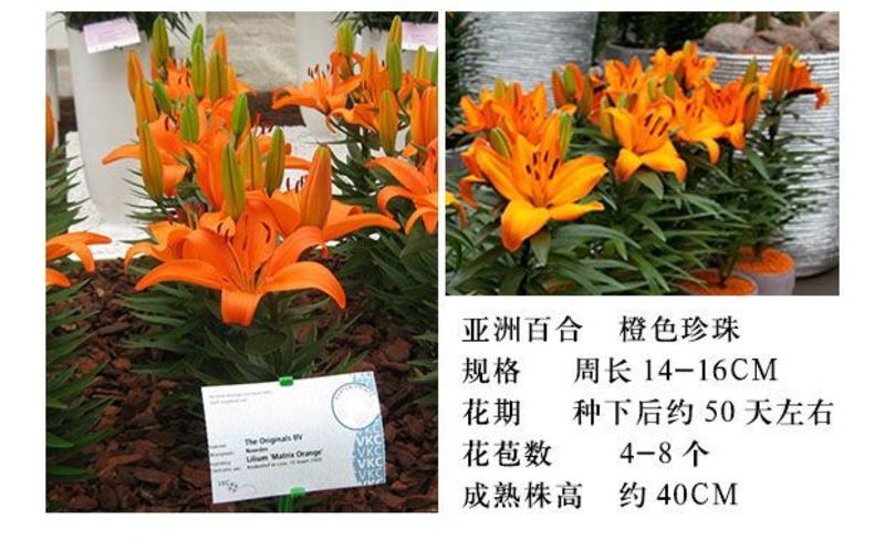 亚洲香水百合种球大花苗室内阳台四季开花盆栽植物花卉
