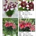 亚洲香水百合种球大花苗室内阳台四季开花盆栽植物花卉