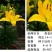 亚洲香水百合种球大花苗室内阳台四季开花盆栽植物花卉