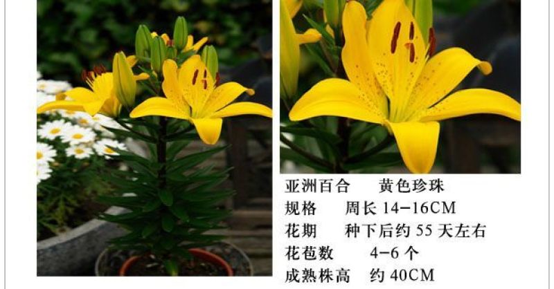 亚洲香水百合种球大花苗室内阳台四季开花盆栽植物花卉