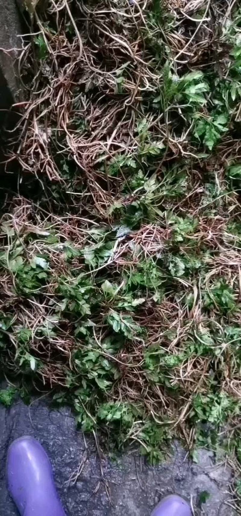 阴地蕨，一朵云，小春花，无硫，水洗，蛇不见，春不见