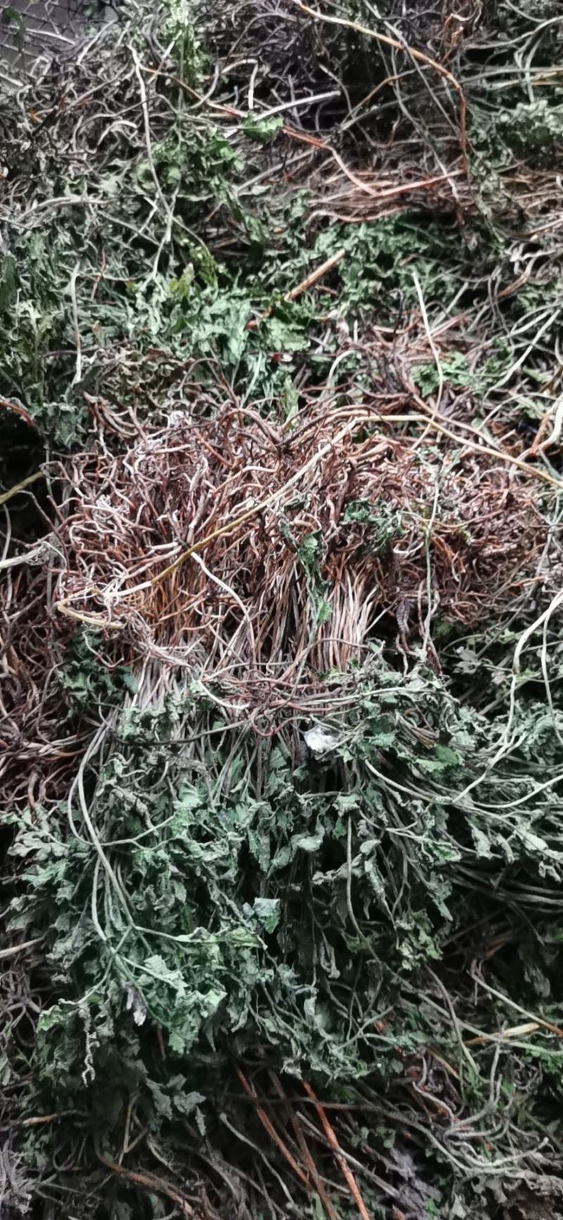 阴地蕨，一朵云，小春花，无硫，水洗，蛇不见，春不见