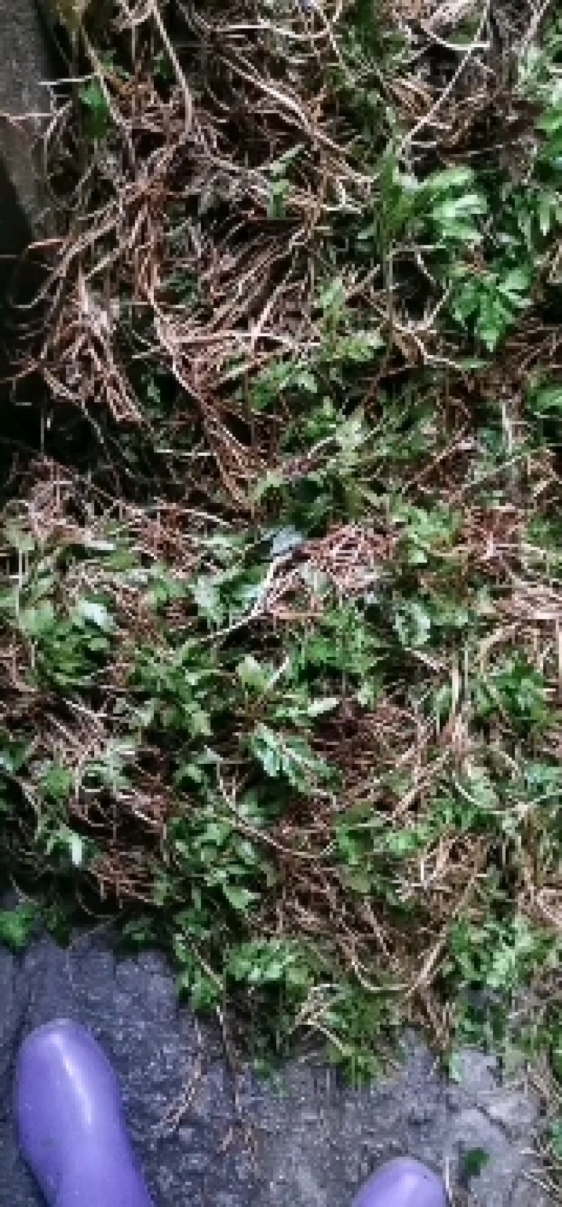 阴地蕨，一朵云，小春花，无硫，水洗，蛇不见，春不见