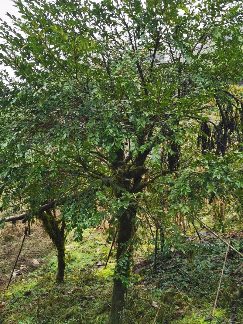 野生移黄杨木树ˉ风景树ˉ盆景ˉ价格从优，基地直供欢迎选购