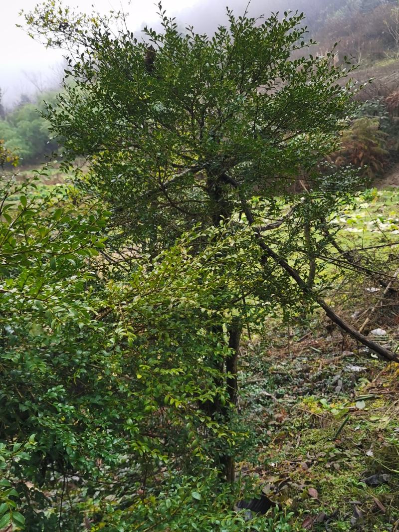 野生移黄杨木树ˉ风景树ˉ盆景ˉ价格从优，基地直供欢迎选购