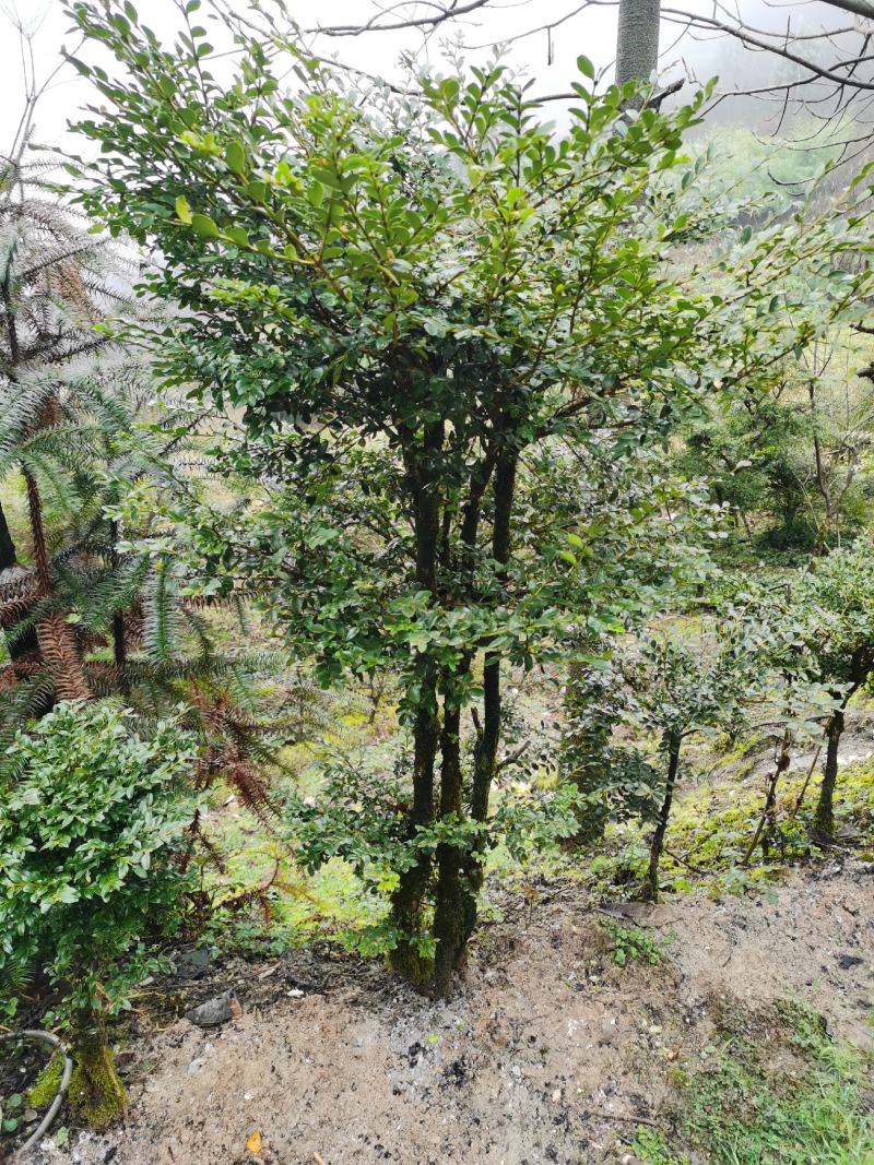 野生移黄杨木树ˉ风景树ˉ盆景ˉ价格从优，基地直供欢迎选购