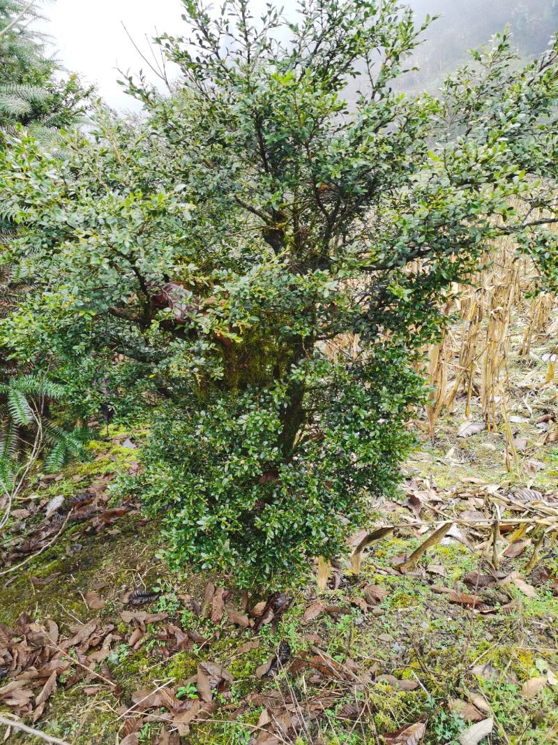 野生移黄杨木树ˉ风景树ˉ盆景ˉ价格从优，基地直供欢迎选购