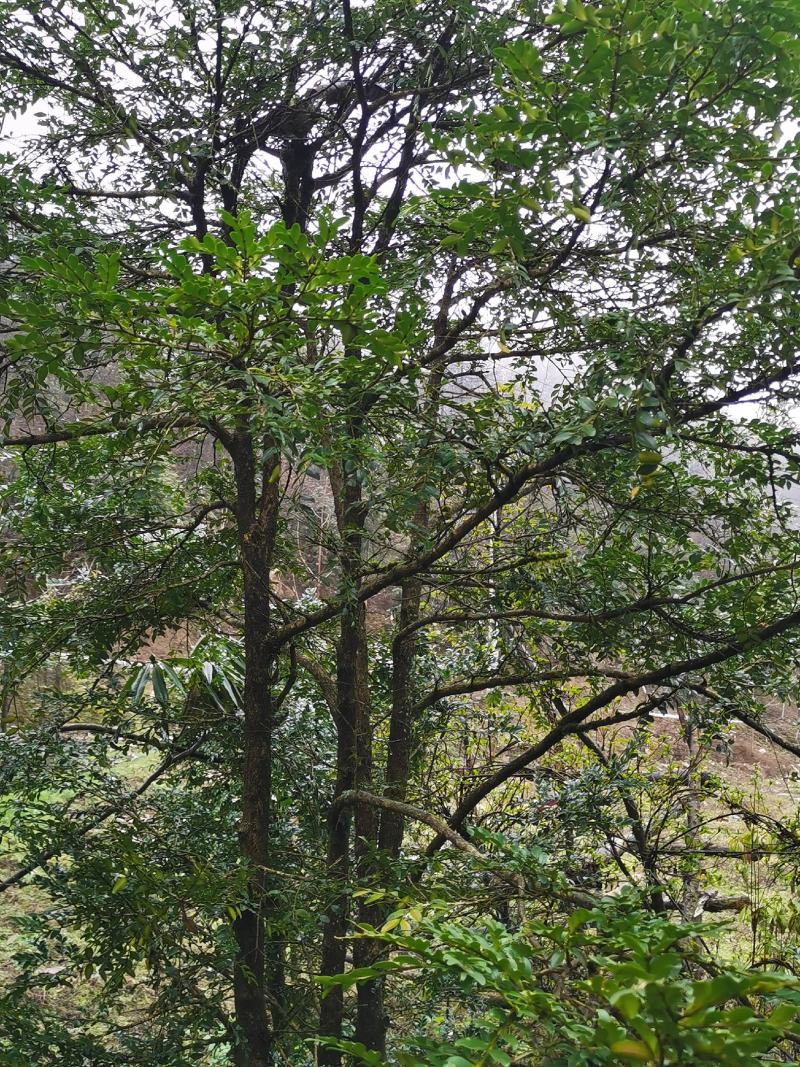 野生移黄杨木树ˉ风景树ˉ盆景ˉ价格从优，基地直供欢迎选购