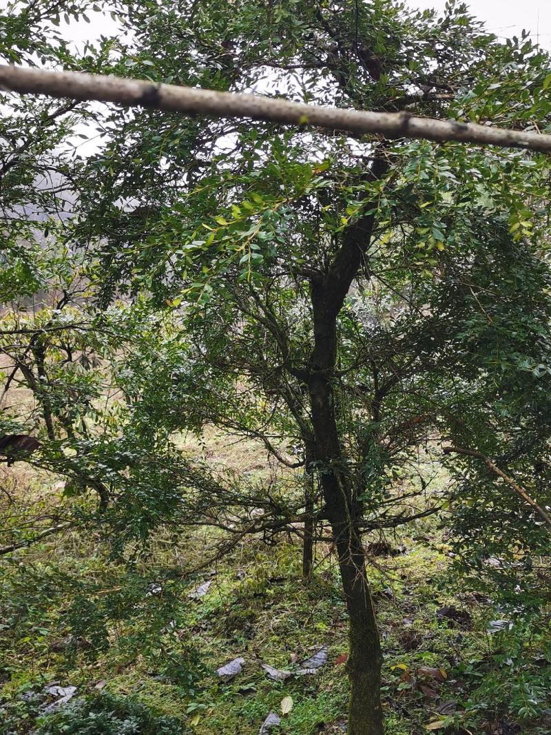 野生移黄杨木树ˉ风景树ˉ盆景ˉ价格从优，基地直供欢迎选购