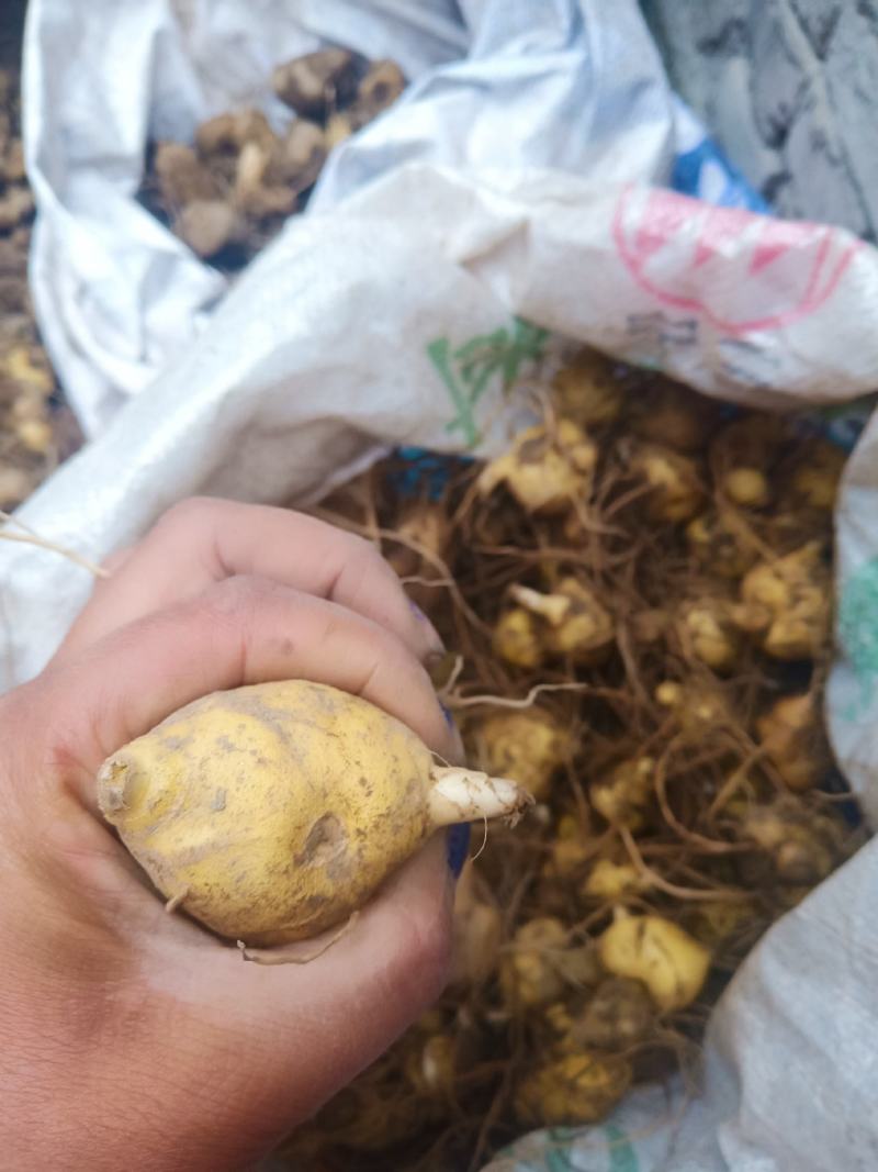 黄精苗2年3年黄精苗多花姜型鸡头黄精苗滇黄精批发了
