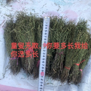 独脚金疳积草2021新货供药厂大货价钱商议五寸甘五寸疳