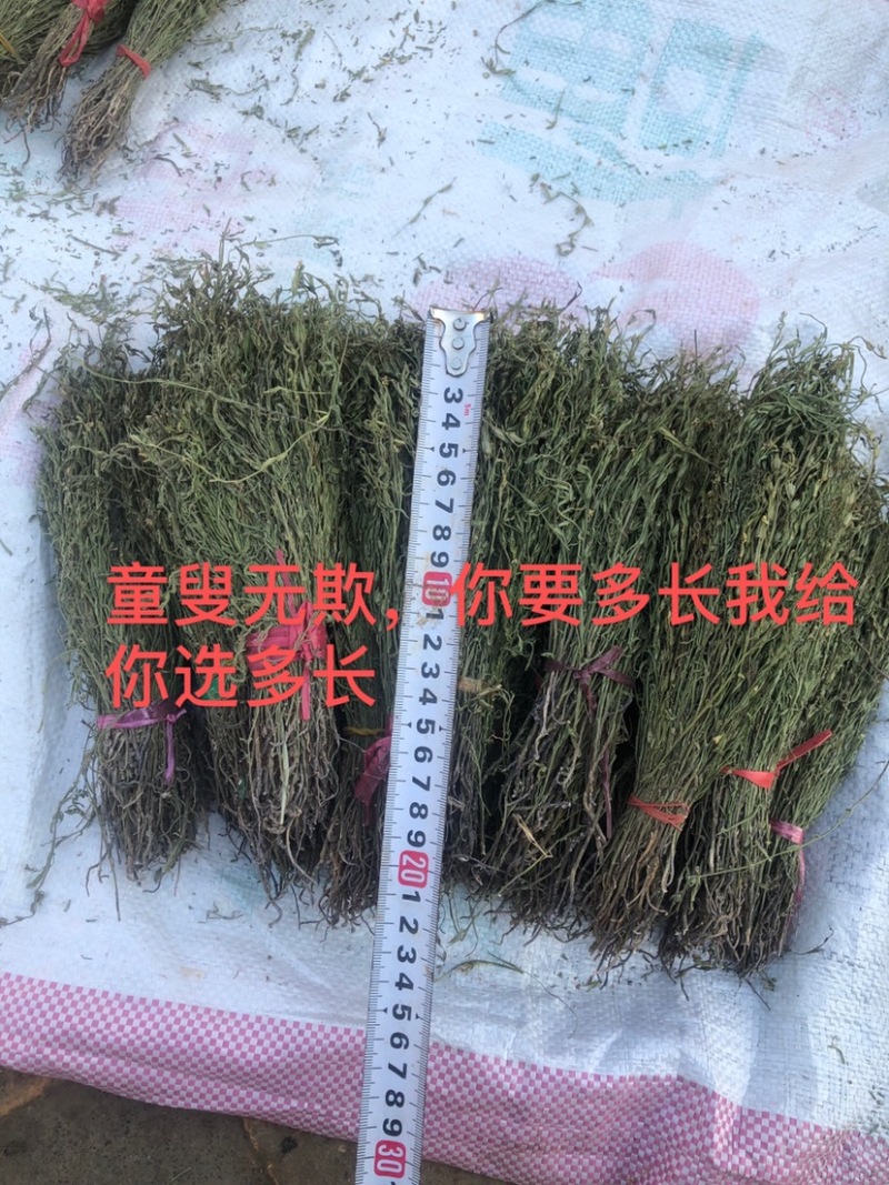 独脚金疳积草2021新货供药厂大货价钱商议五寸甘五寸疳