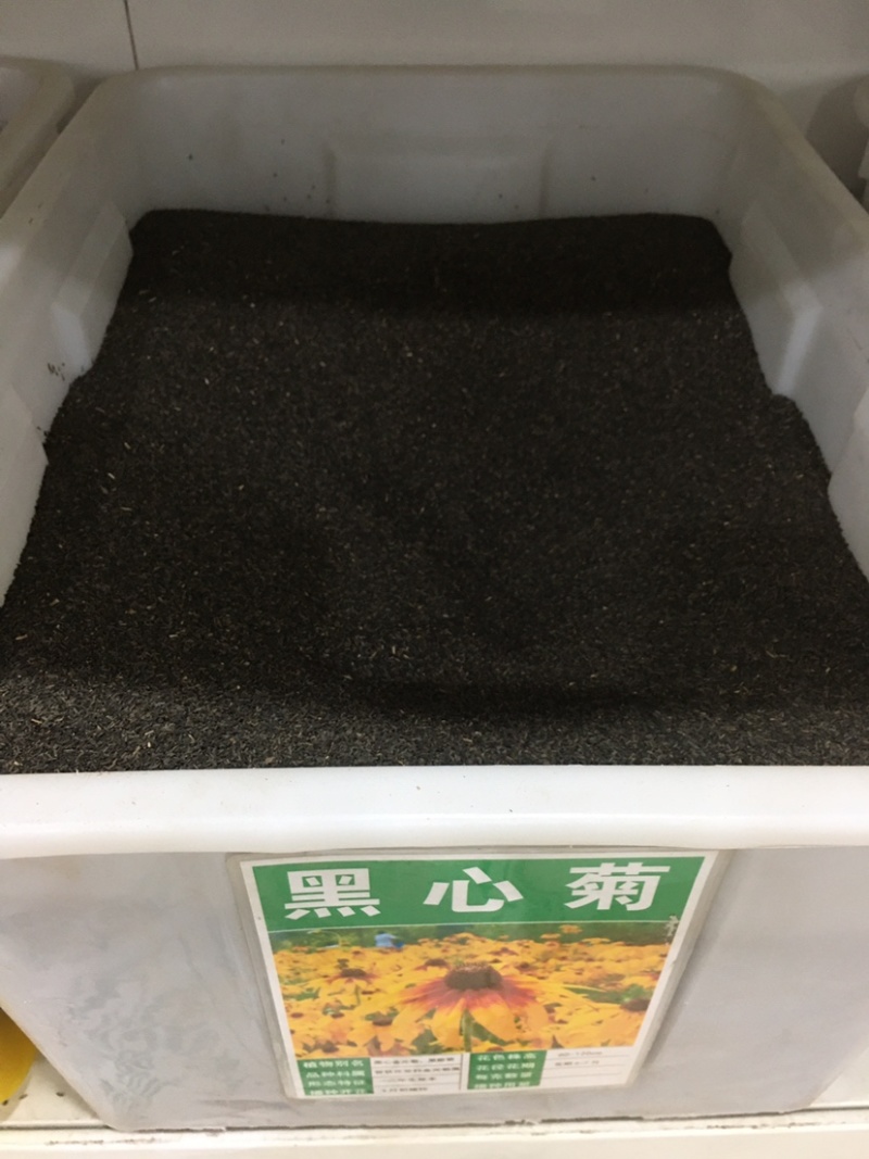 黑心菊花种子金光菊花种籽子多年生耐寒四季种易活庭院室外植
