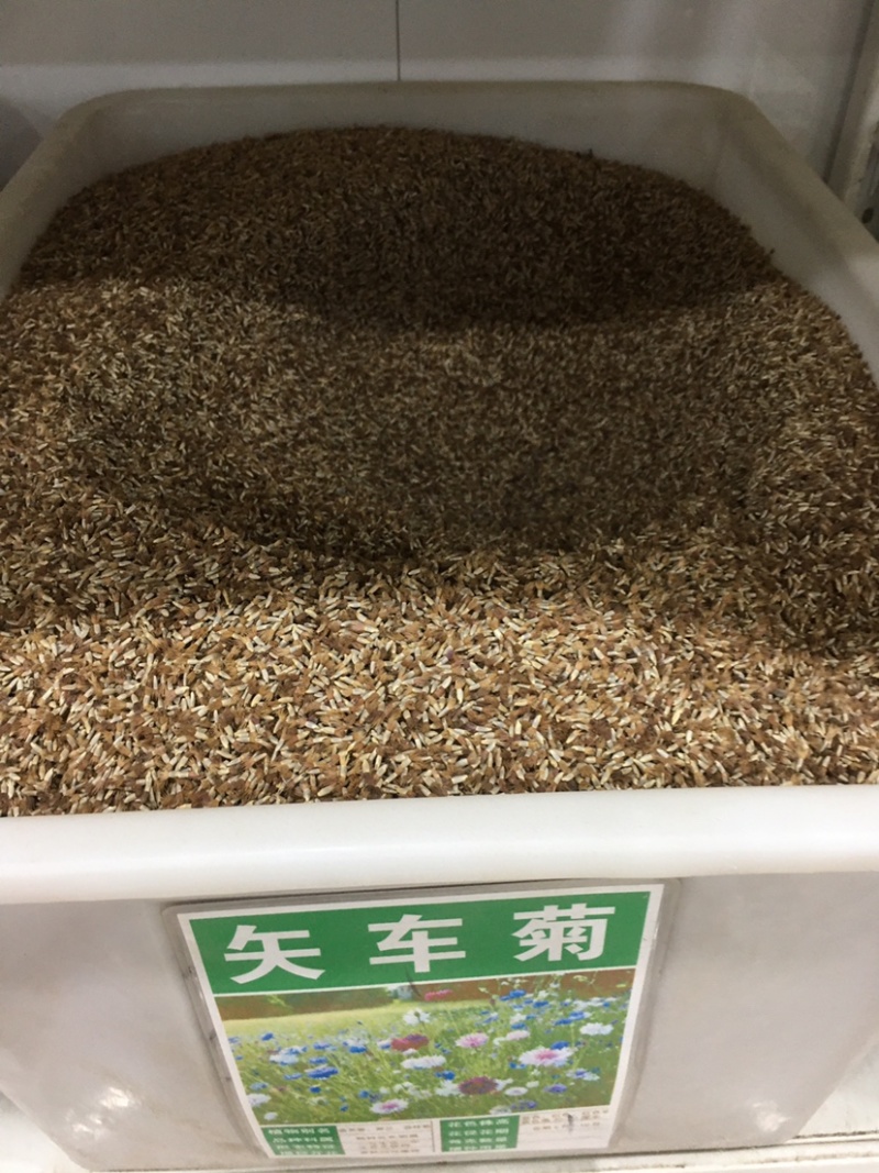 四季种易活花籽矢车菊种子花种子蓝芙蓉种子阳台庭院室外花种