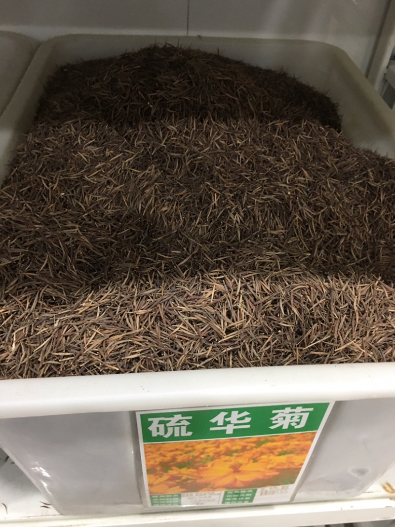 硫化菊种子黄波斯菊花种子黄秋英花籽硫华菊种子四季易种