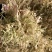 26年云南包菜丝梅干菜脱水蔬菜雪里红去芯包菜丝盐菜