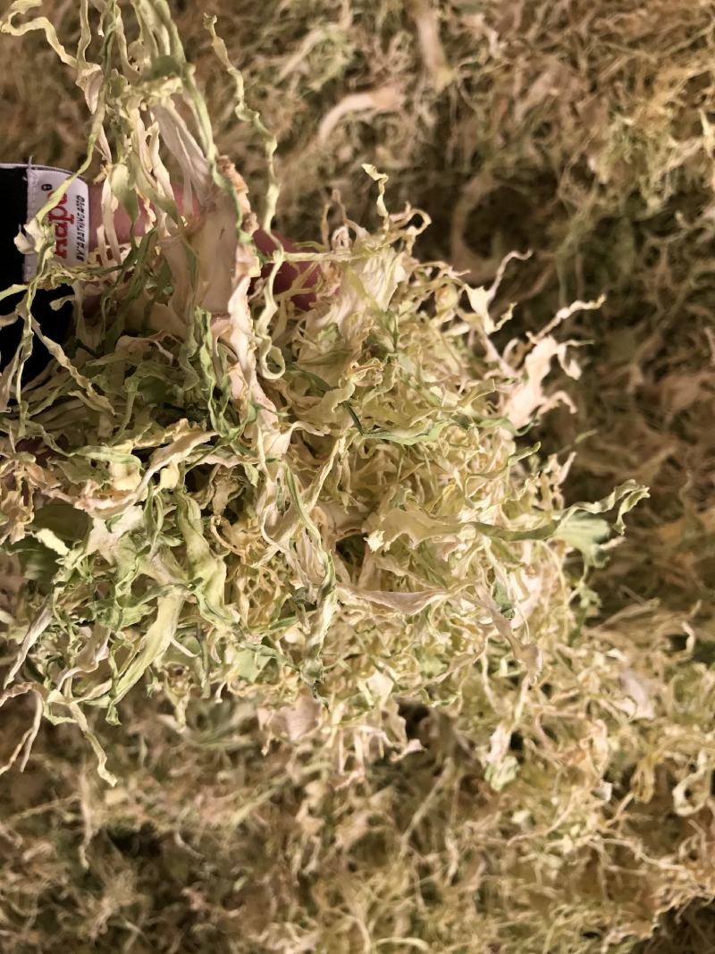 26年云南包菜丝梅干菜脱水蔬菜雪里红去芯包菜丝盐菜