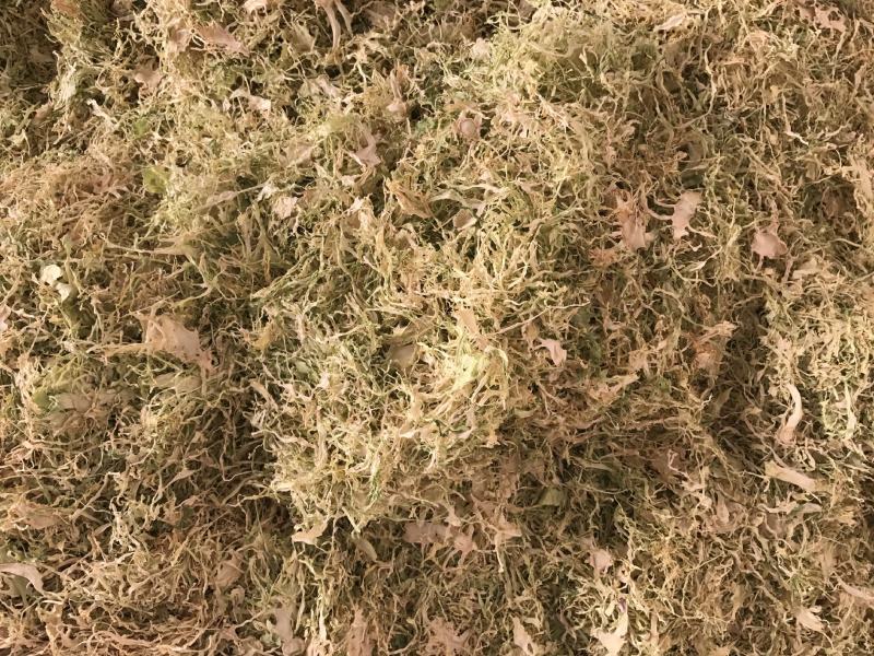 26年云南包菜丝梅干菜脱水蔬菜雪里红去芯包菜丝盐菜