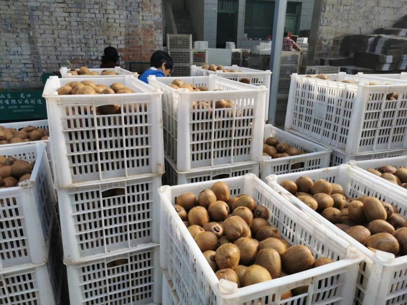 周至徐香猕猴桃，新鲜采摘，供应电商微商，水果超市批发零售