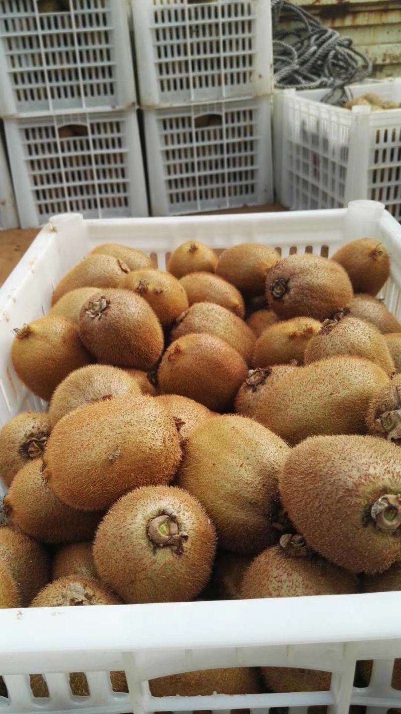 周至徐香猕猴桃，新鲜采摘，供应电商微商，水果超市批发零售