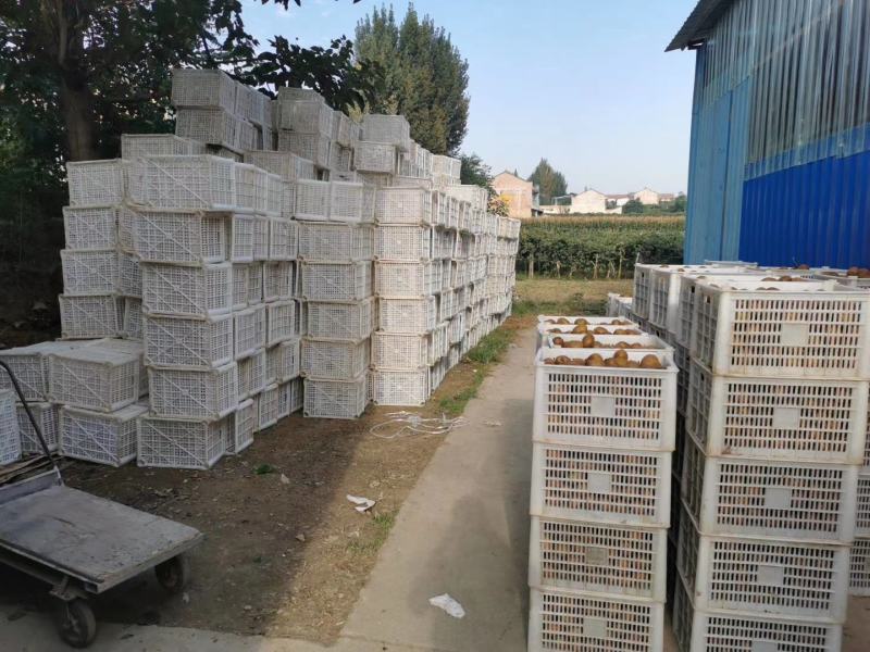 周至徐香猕猴桃，新鲜采摘，供应电商微商，水果超市批发零售