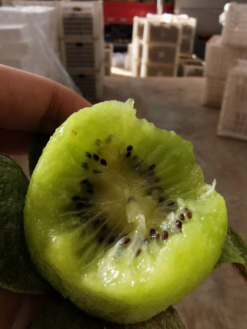 周至徐香猕猴桃，新鲜采摘，供应电商微商，水果超市批发零售