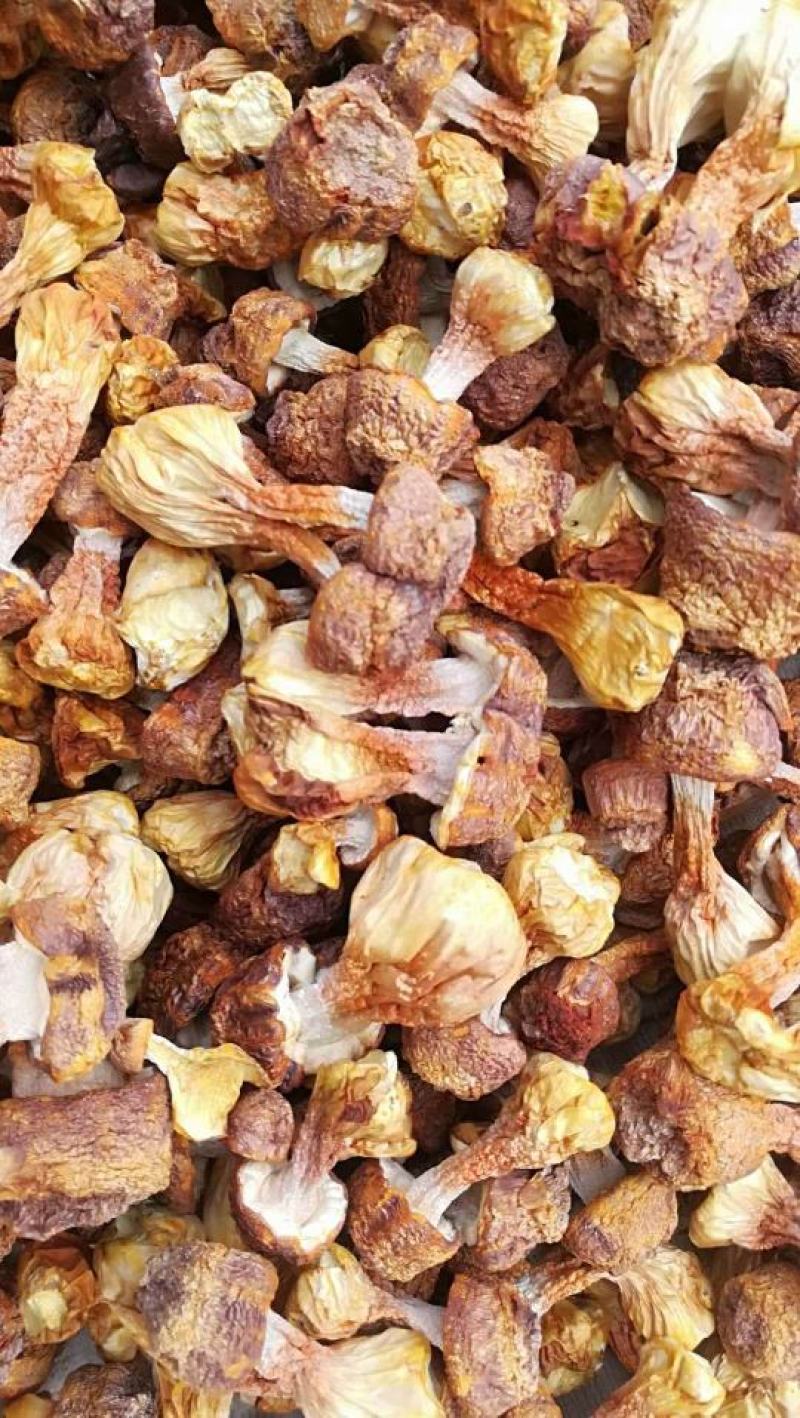 批发云南野生菌姬松茸干货一件代发包邮